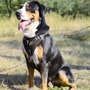 Рабочая шлейка из коричневой кожи для зенненхунда «Working Dog»